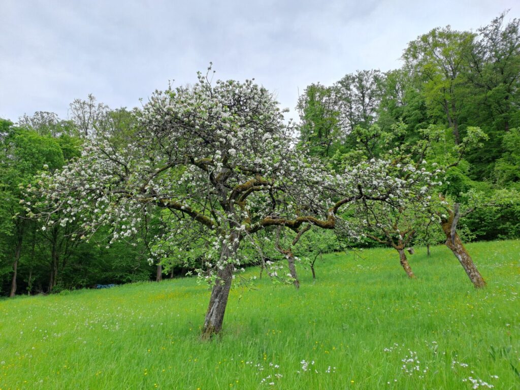 Streuobstwiese